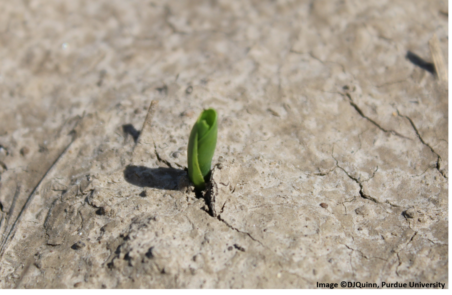 Corn Growth Stages VE to V3…What’s Going On? The Kernel