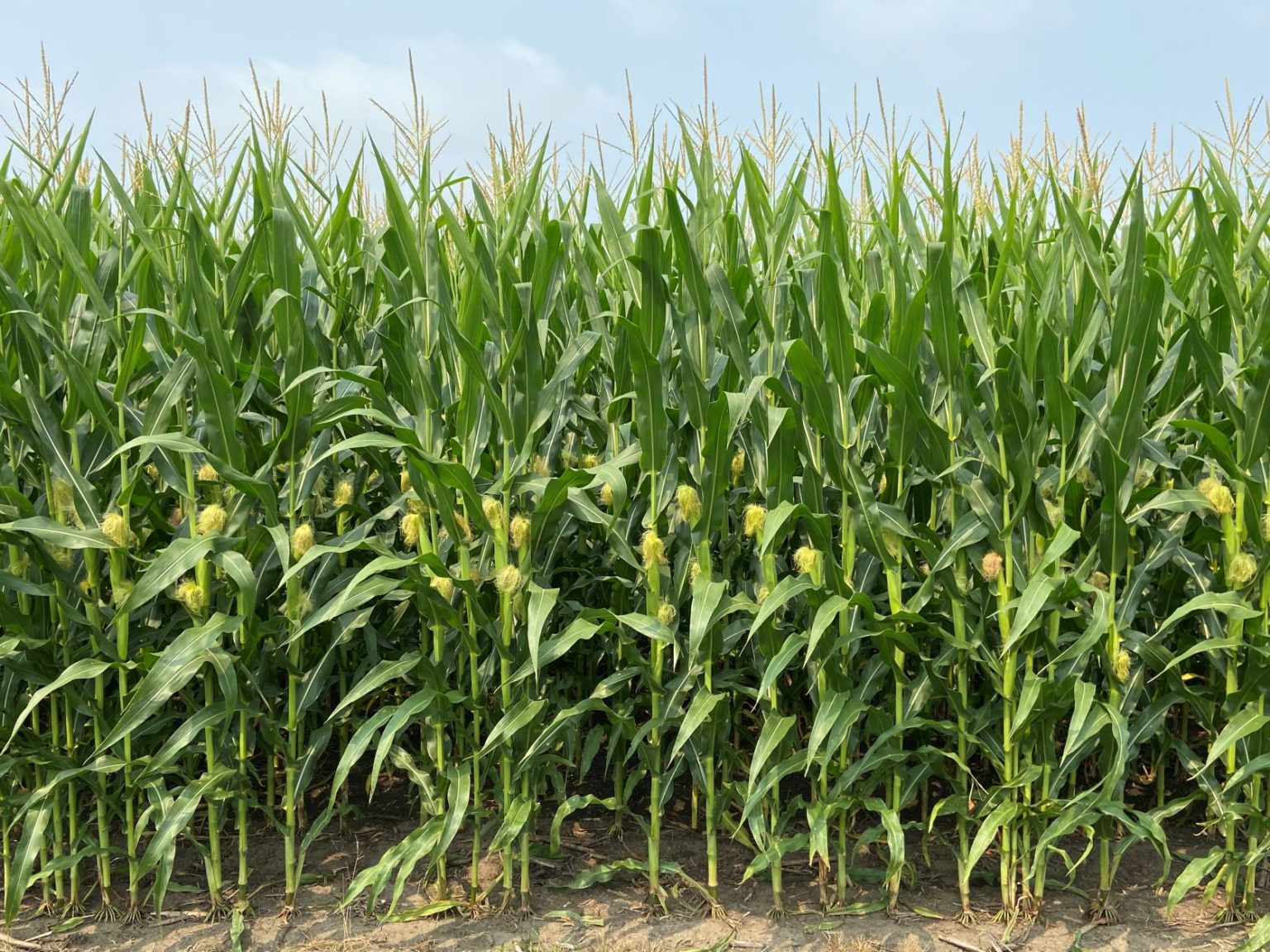 USDA Crop Report Predicts State Record Corn Yield for Indiana - The Kernel