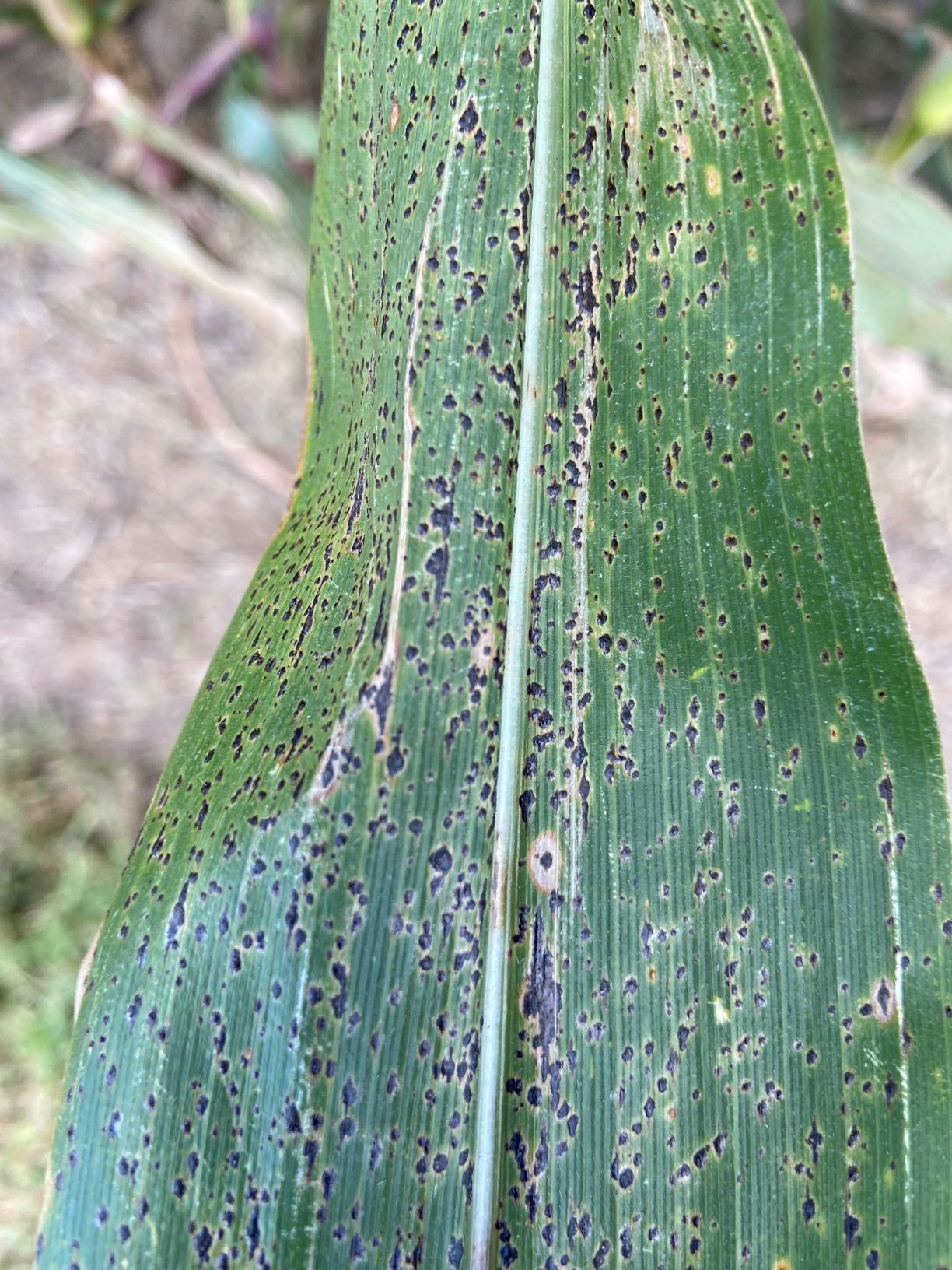 Tar Spot of Corn What to Know and New Research The Kernel